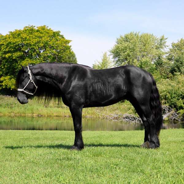 calf-roping-mustang-horse