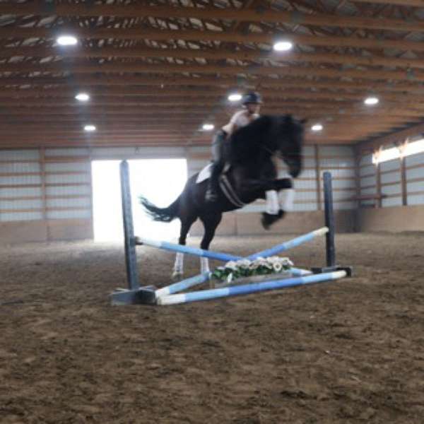 drill-team-mustang-horse