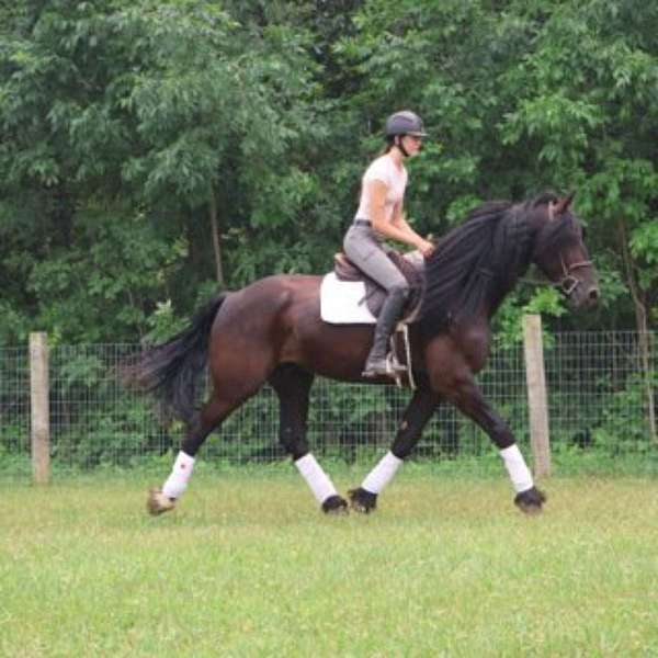 endurance-mustang-horse