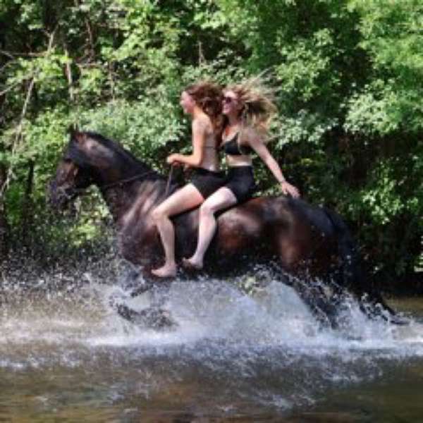 experienced-mustang-horse