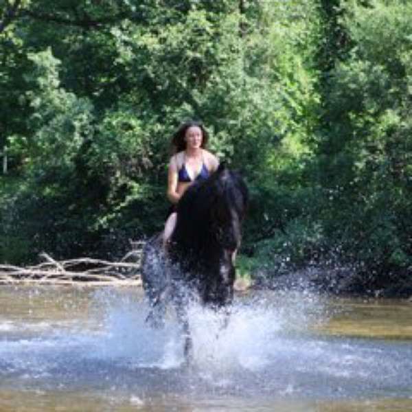 field-trial-mustang-horse