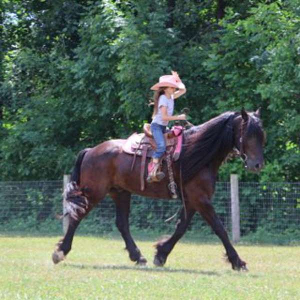 build-mustang-horse