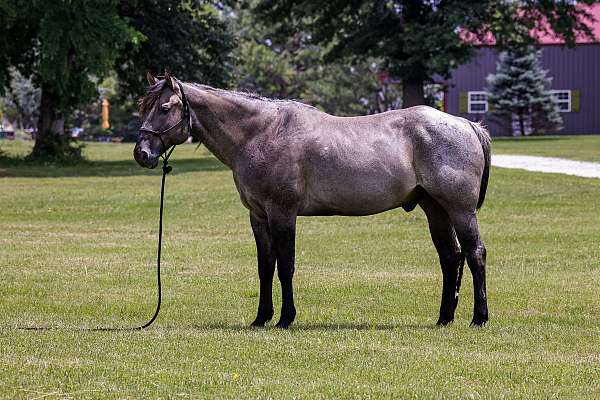 all-around-quarter-horse