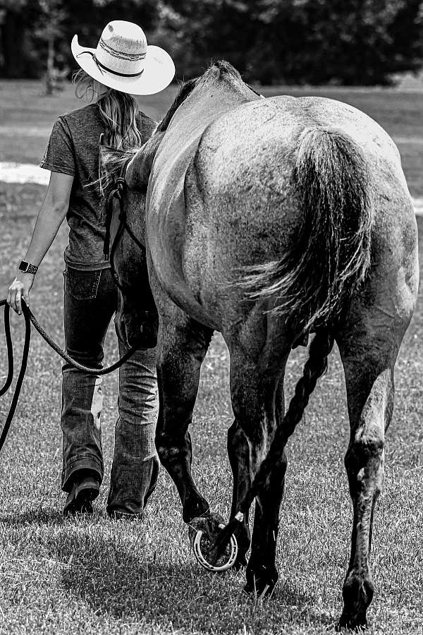 field-trial-quarter-horse
