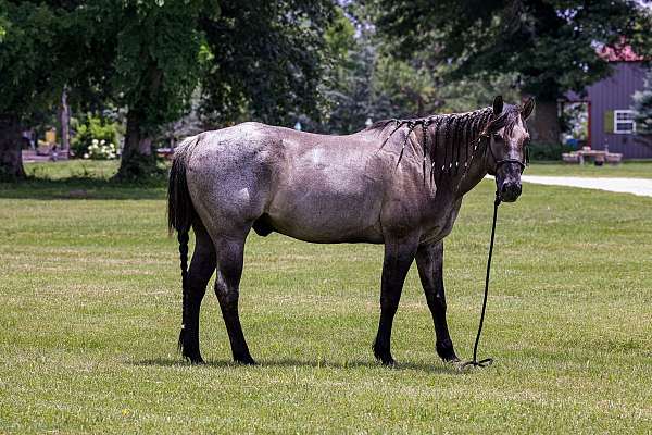 experienced-quarter-horse