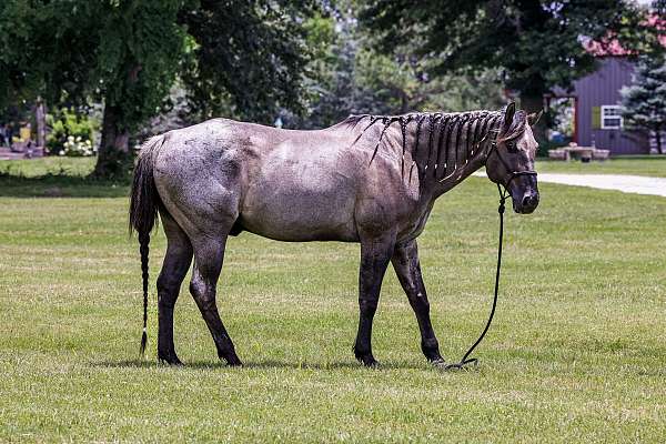 endurance-quarter-horse