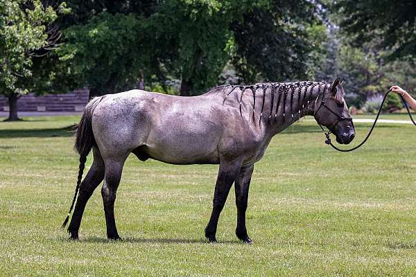 halter-quarter-horse