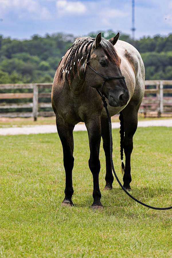 husband-safe-quarter-horse
