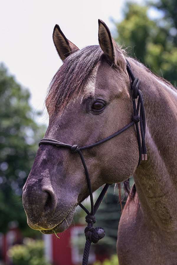 harness-quarter-horse