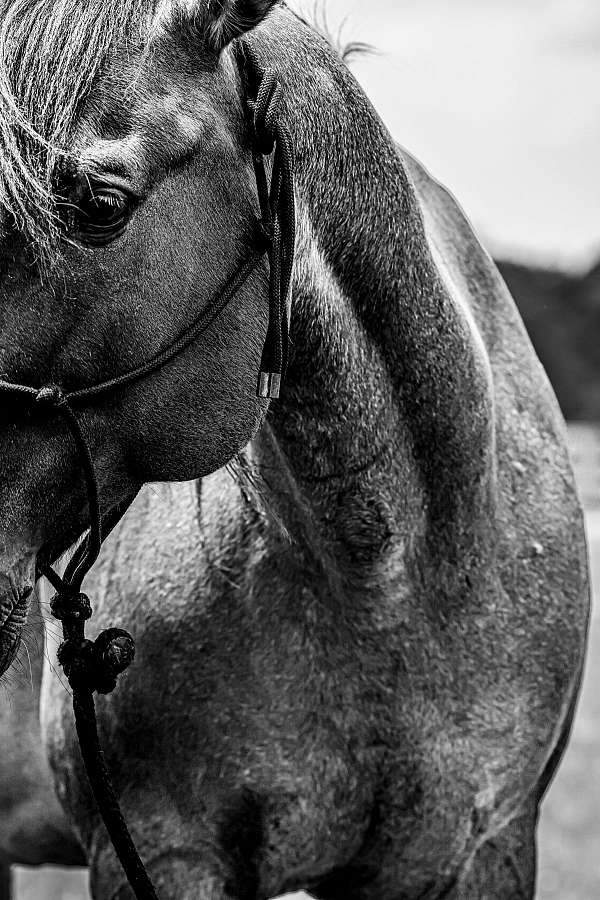 around-quarter-horse