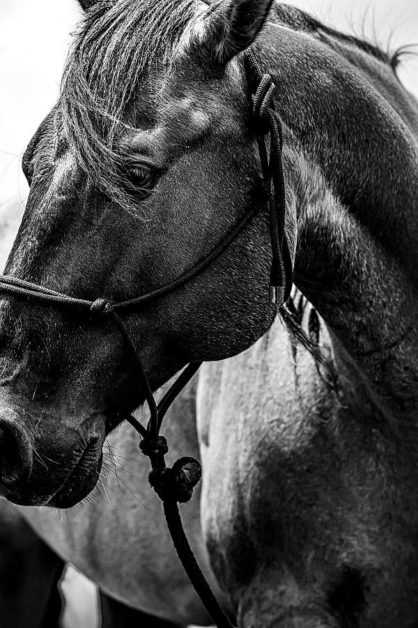 for-all-ages-gelding