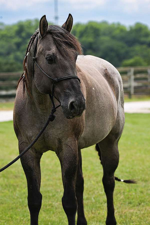 age-quarter-horse