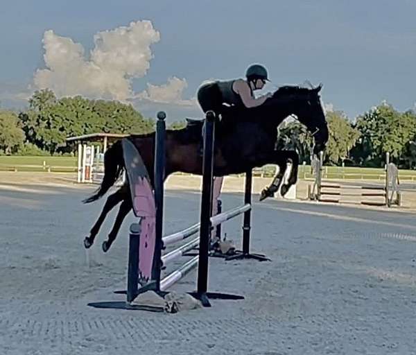 thoroughbred-mare