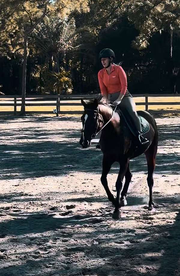 thoroughbred-horse-for-sale