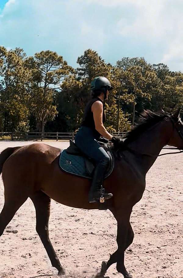 thoroughbred-horse