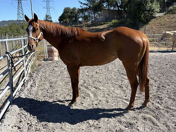 star-strip-snip-horse