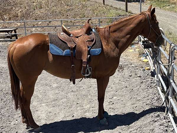 sorrel-star-strip-snip-horse