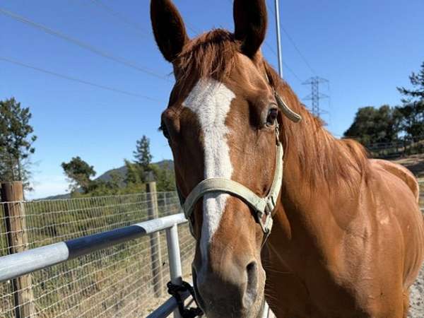 all-around-quarter-horse
