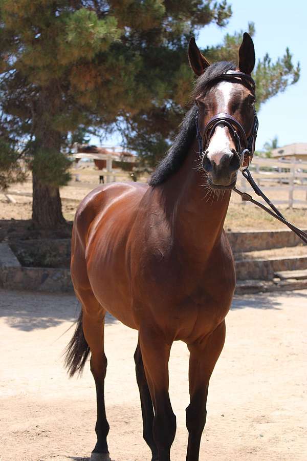 blaze-horse