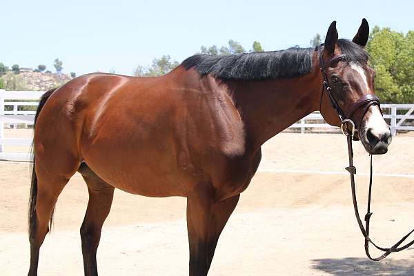 bay-blaze-horse