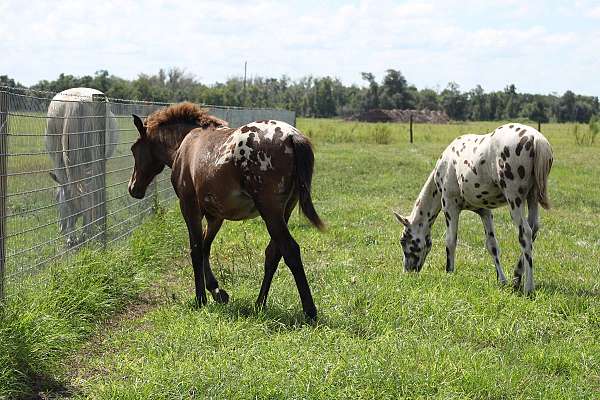 aphc-filly-weanling