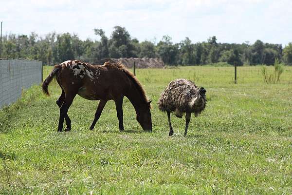 appaloosa-filly