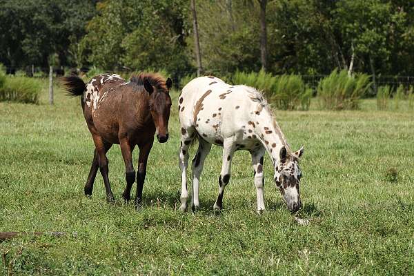 appaloosa-horse-for-sale
