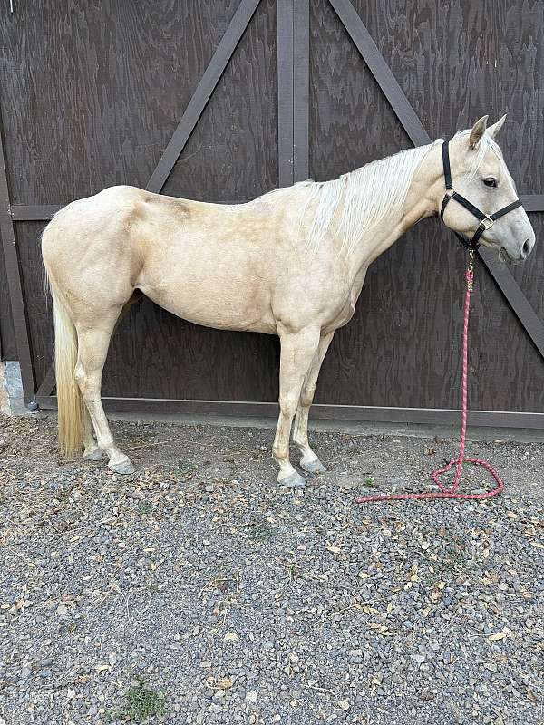 stripe-horse