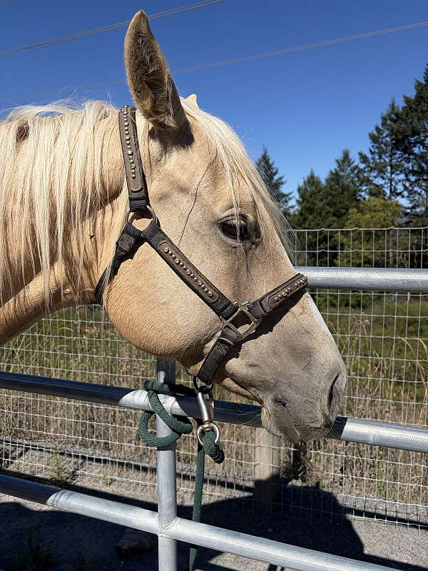 palomino-stripe-horse