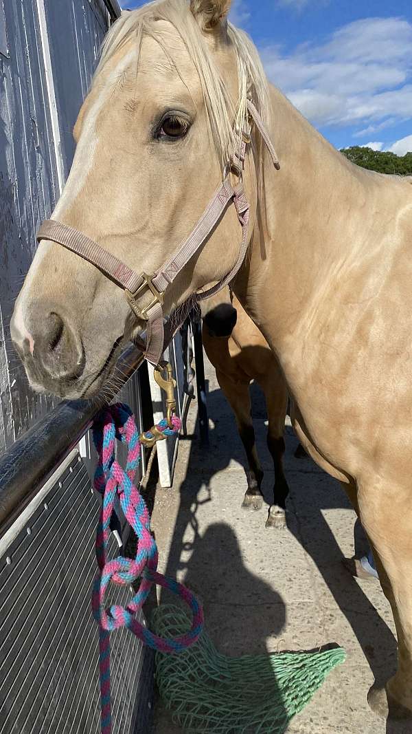 athletic-quarter-horse