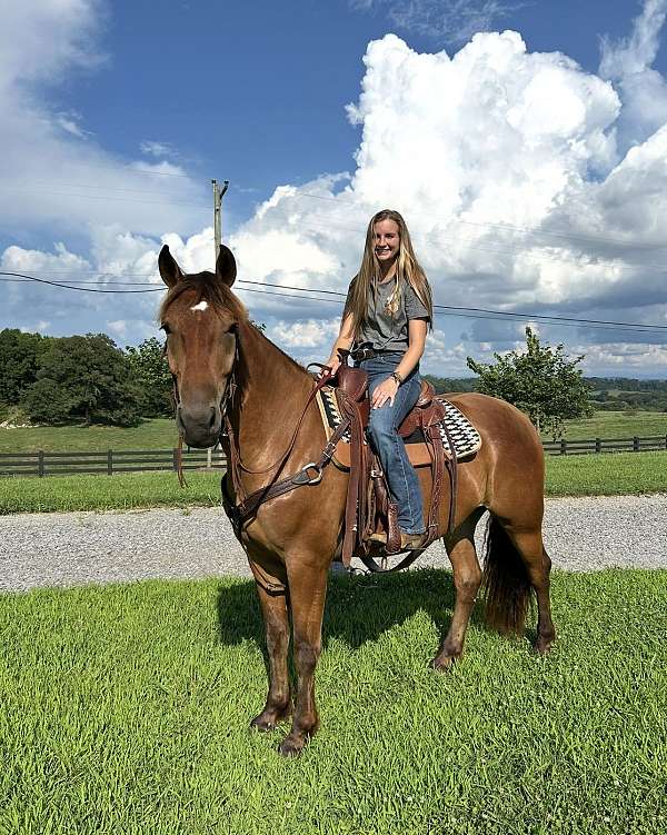 bathe-draft-horse