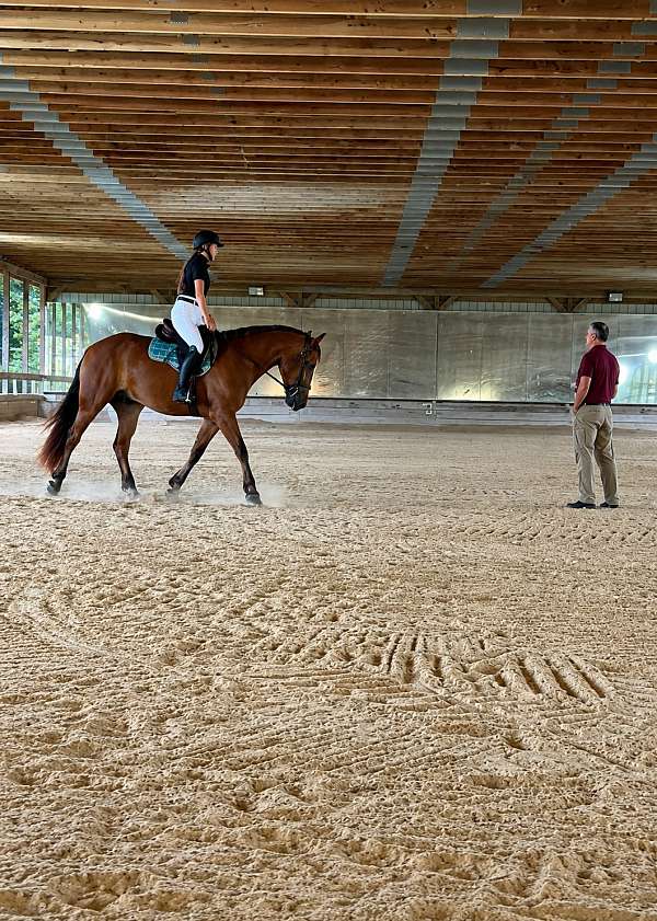 class-draft-horse
