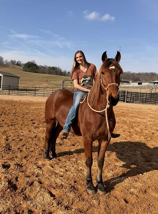 clinics-draft-horse