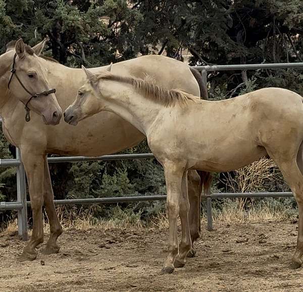isabelo-ancce-colt