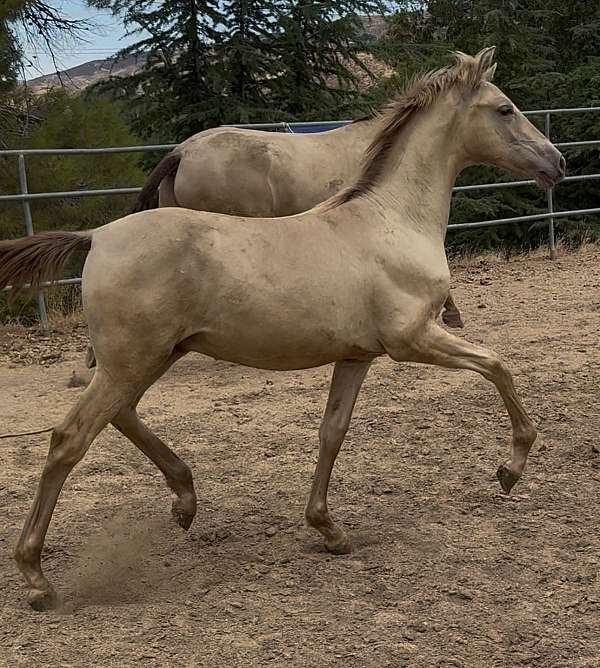 isabelo-colt-for-sale