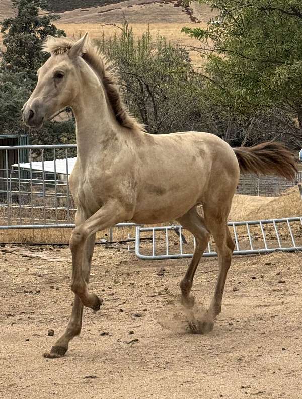 isabelo-andalusian-for-sale