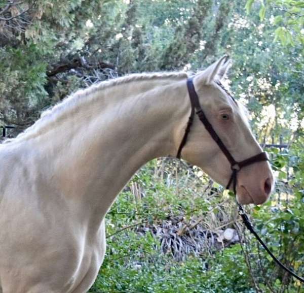 perlino-all-around-horse