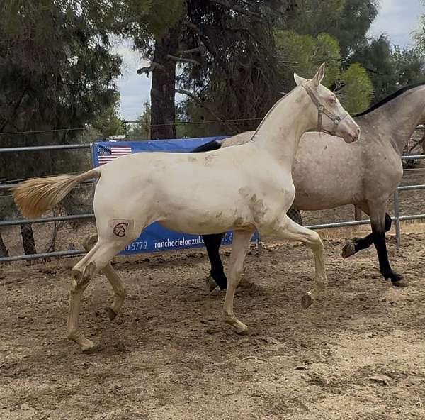all-around-andalusian-horse