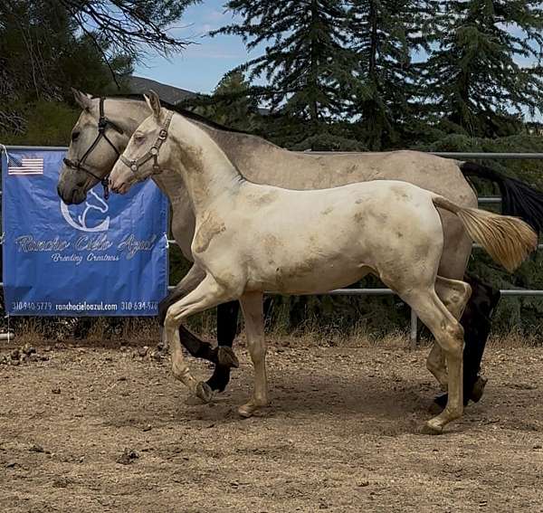 perlino-andalusian-filly