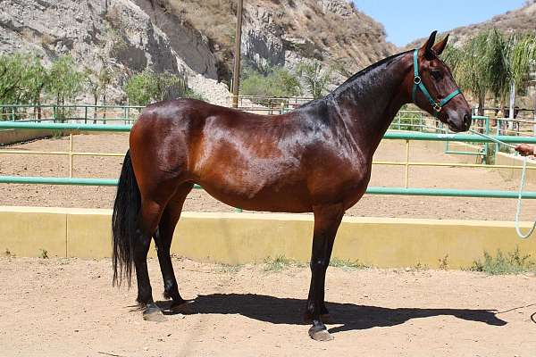 bay-mare-andalusian-horse