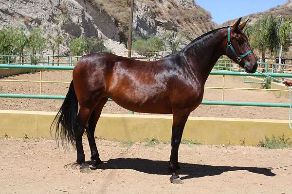 chicago-andalusian-horse