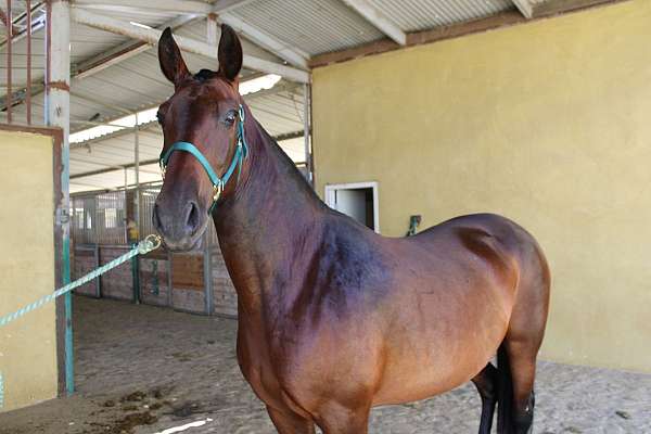 michigan-andalusian-horse