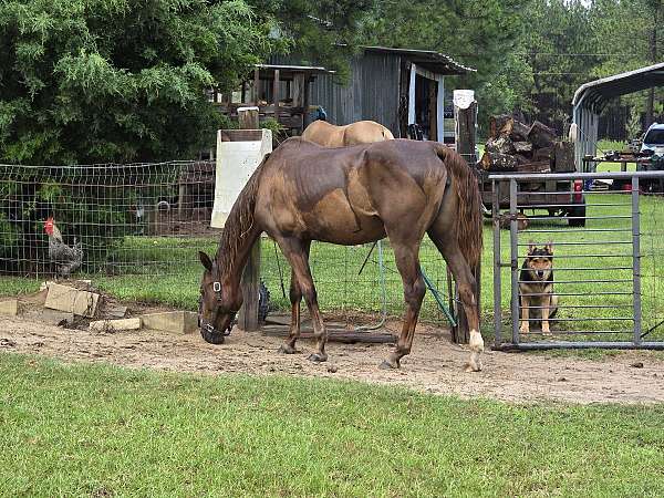 saddlebred-mare