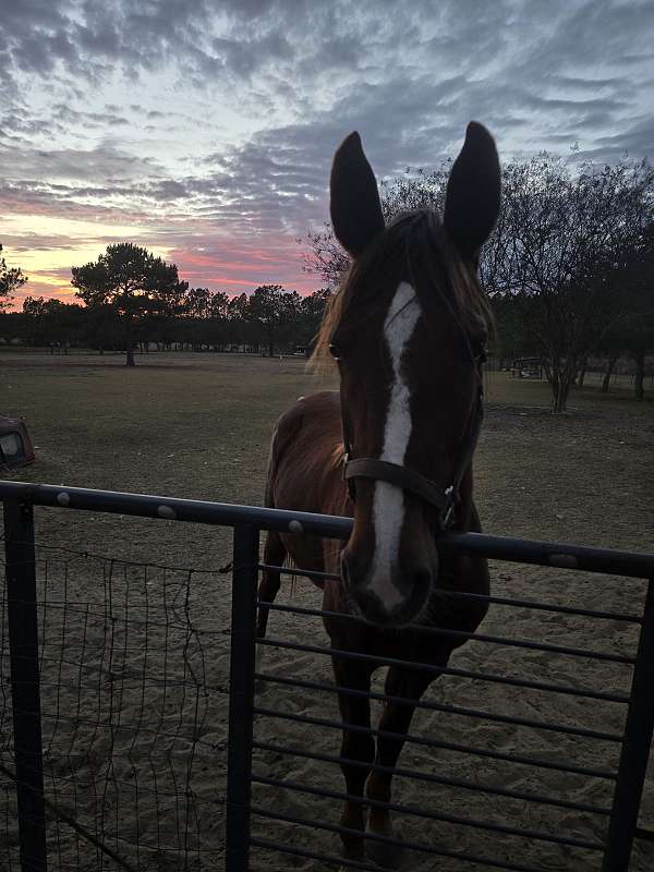 saddlebred-horse