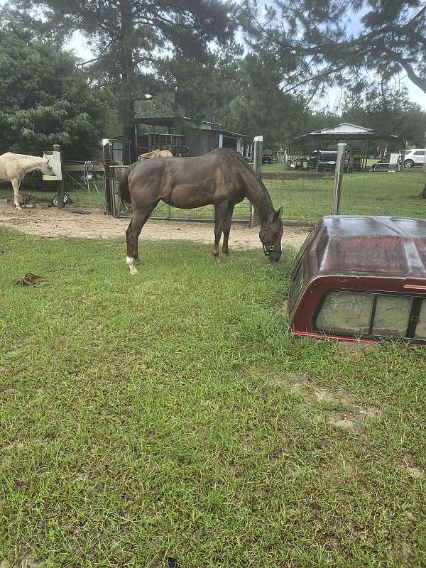 saddlebred-horse-for-sale