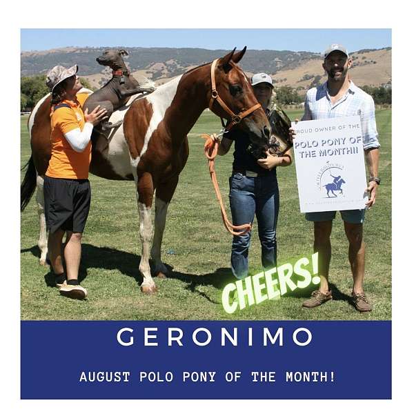 pinto-gelding