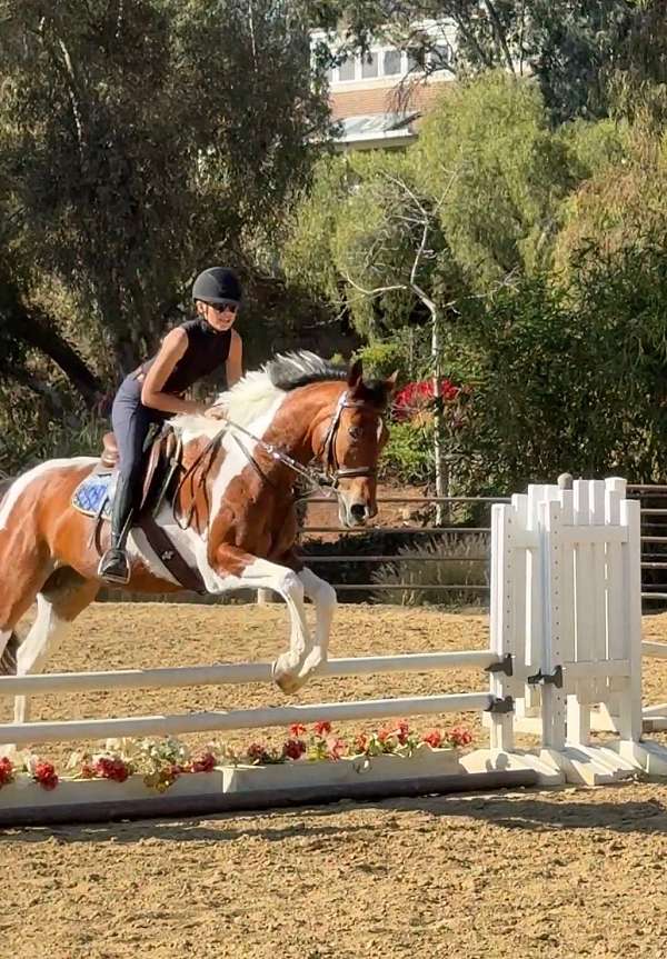 pinto-polo-pony