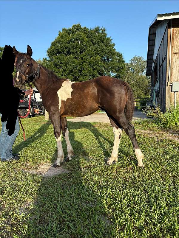 black-white-apha-aqha-colt-mare