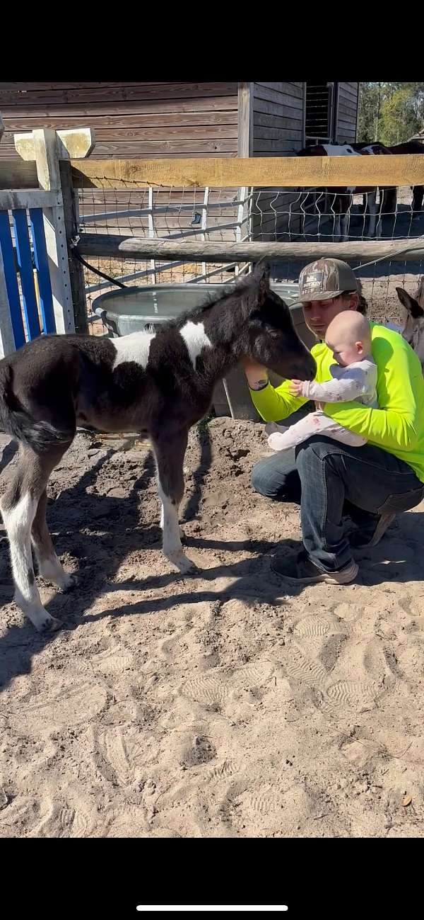 apha-aqha-colt-mare