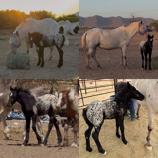 gypsy-appaloosa-vanner-horse